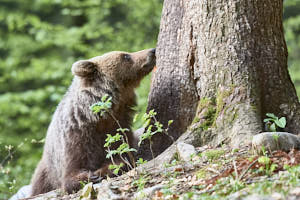 Ours brun<br>NIKON D4, 500 mm, 6400 ISO,  1/800 sec,  f : 5.6 